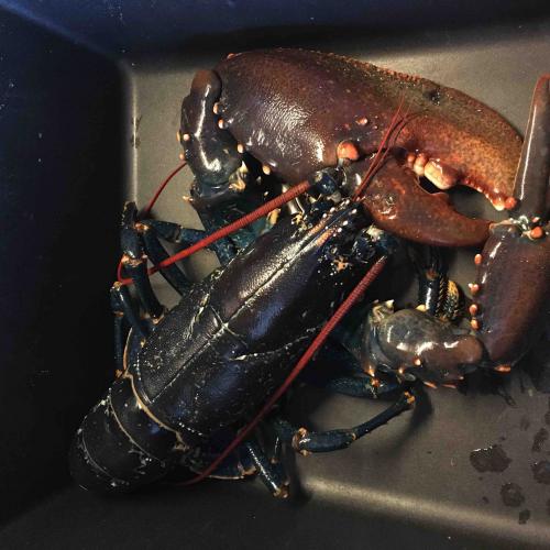 Cuisine - (c) Amicale Molénaise - Crédit Photo MaPageSurLaToile by Cymadiau