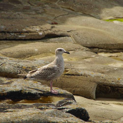 (c) Amicale Molénaise - Crédit Photo MaPageSurLaToile by Cymadiau