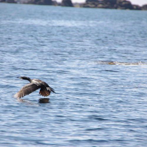 (c) Amicale Molénaise - Crédit Photo MaPageSurLaToile by Cymadiau