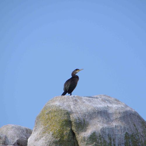 (c) Amicale Molénaise - Crédit Photo MaPageSurLaToile by Cymadiau