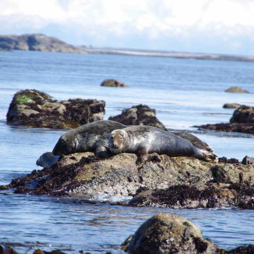 (c) Amicale Molénaise - Crédit Photo MaPageSurLaToile by Cymadiau