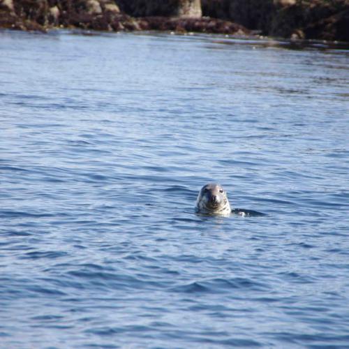 (c) Amicale Molénaise - Crédit Photo MaPageSurLaToile by Cymadiau